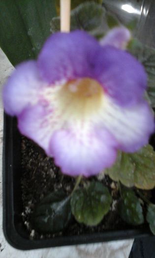 20150413_113744 - flori diverse