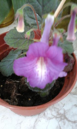 20150413_113834 - flori diverse