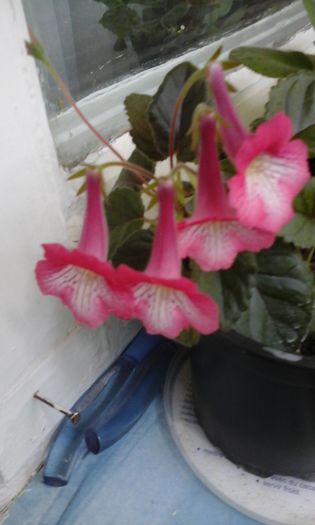 20150414_123553 - flori diverse