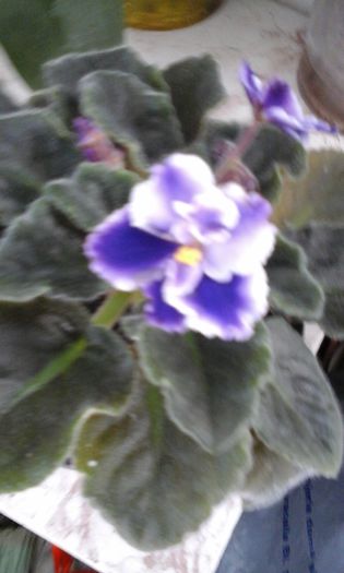 20150413_114018 - flori diverse