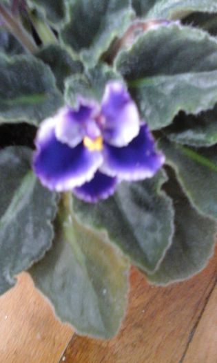 20150413_114105 - flori diverse