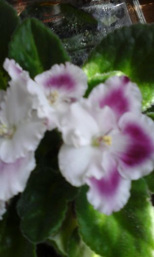 20150414_123842 - flori diverse