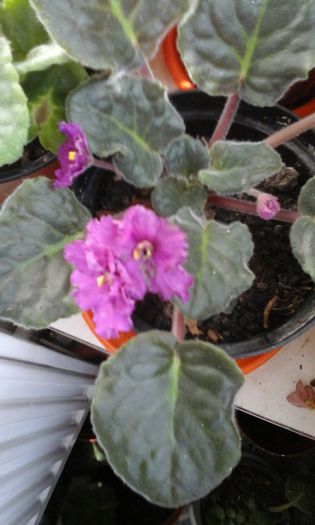 20150413_114242 - flori diverse