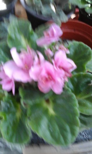 20150414_123759 - flori diverse