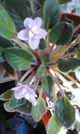 20150414_123901 - flori diverse