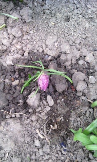 laleaua pestrita - fritillaria meleagris