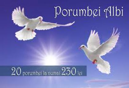 imagesJUISQI24 - Porumbei nunta