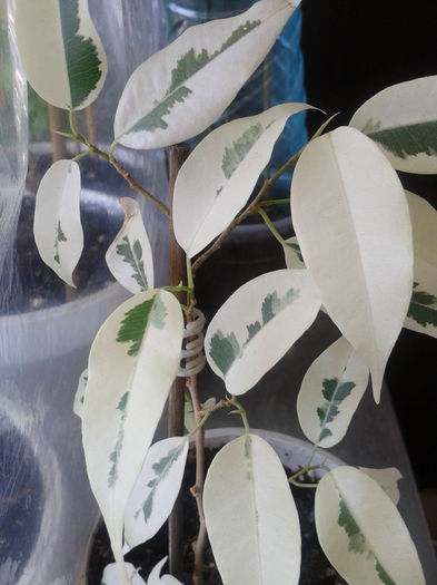 Ficus Benjamina variegata