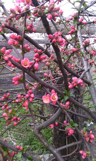 IMG_20150414_134232[1]