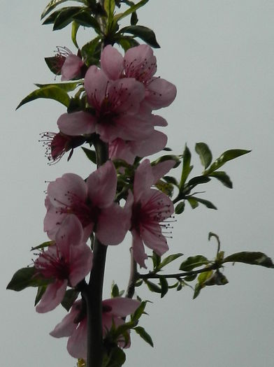 floare de piersic - April