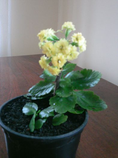 PTDC0004 - 2015 Kalanchoe