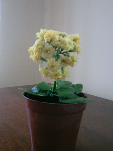 PTDC0008 - 2015 Kalanchoe