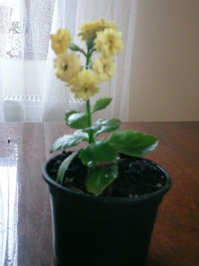 PTDC0011 - 2015 Kalanchoe