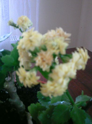 PTDC0013 - 2015 Kalanchoe