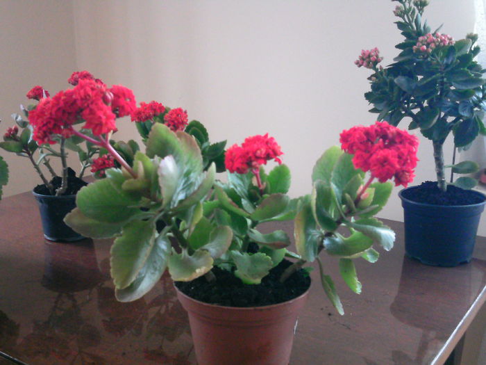 PTDC0026 - 2015 Kalanchoe