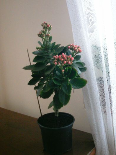 PTDC0028 - 2015 Kalanchoe