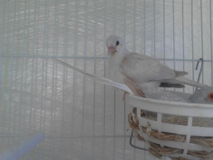 suntem mareeeeeee.....