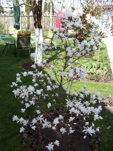 Magnolia Stellata-2015 - Magnolia STELLATA -evolutie 2009