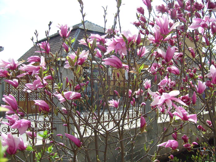 Magnolia betty, M.soulangiana rustica rubra - Magnolia BETTY -evolutie 2010