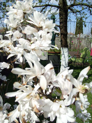 Magnolia Stellata-2015 - Magnolia STELLATA -evolutie 2009