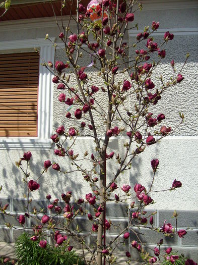 Magnolia genie-2015 - Magnolia GENIE -evolutie 2010