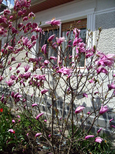 Magnolia betty, M.soulangiana rustica rubra - Magnolia BETTY -evolutie 2010