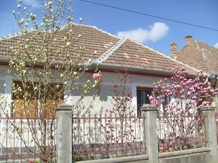 M.yellow river, M.genie,  M.soulangiana rustica rubra 2015