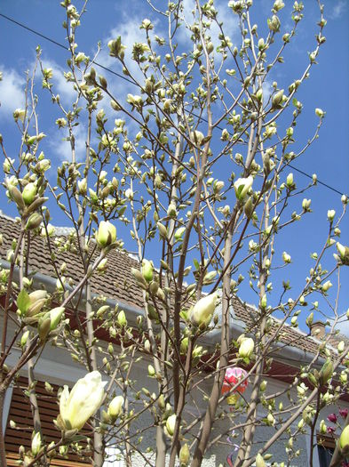 magnolia yellow river - Magnolia YELLOW RIVER -evolutie 2009