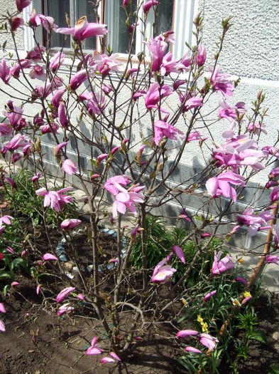 Magnolia betty - Magnolia BETTY -evolutie 2010
