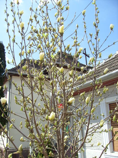 magnolia yellow river