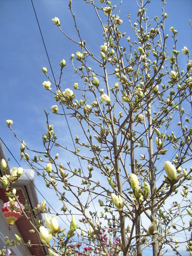 Magnolia Yellow River-2015