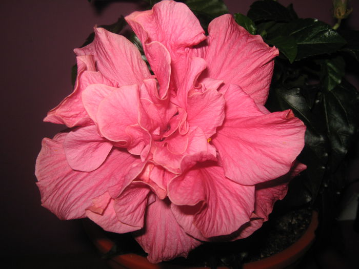 Classic Rosa de la LIDL