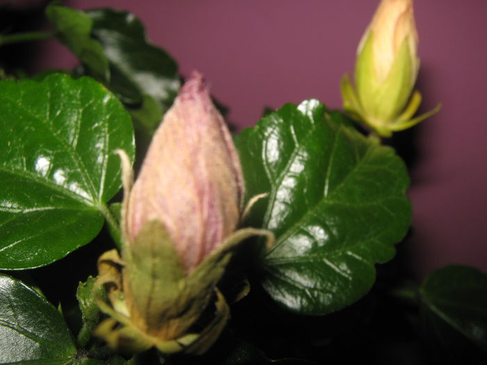 Alti doi bobocei in acelasi ghiveci