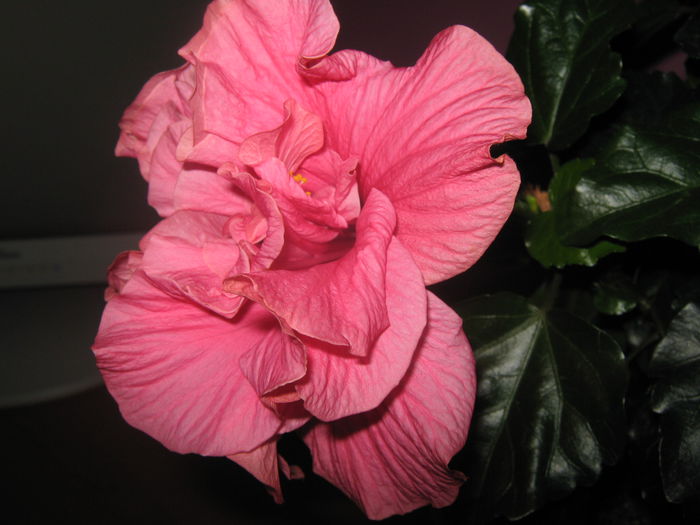 Picture My plants 2770