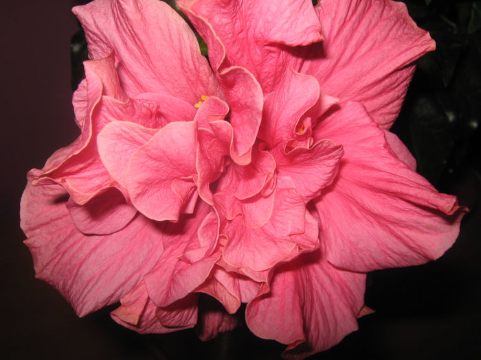 Picture My plants 2771