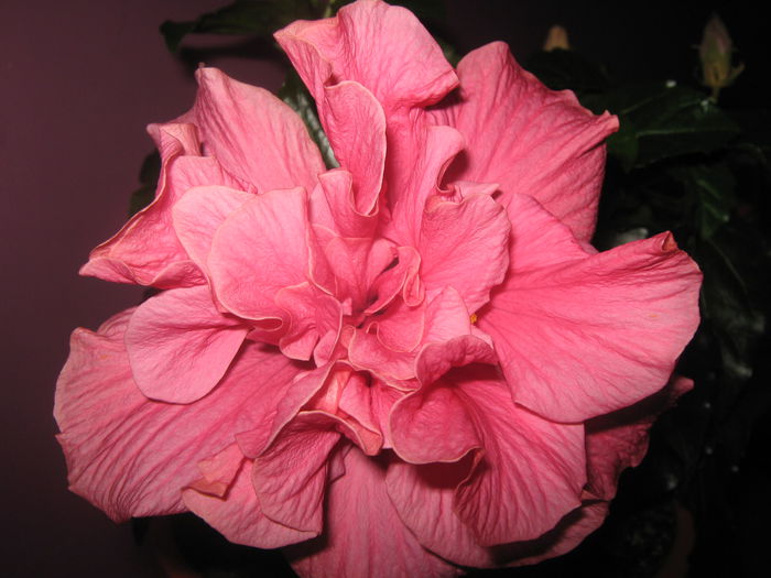 Picture My plants 2774