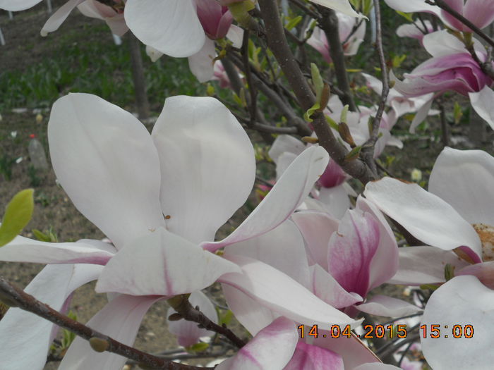 DSCN4162 - magnolii