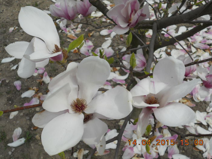 DSCN4163 - magnolii