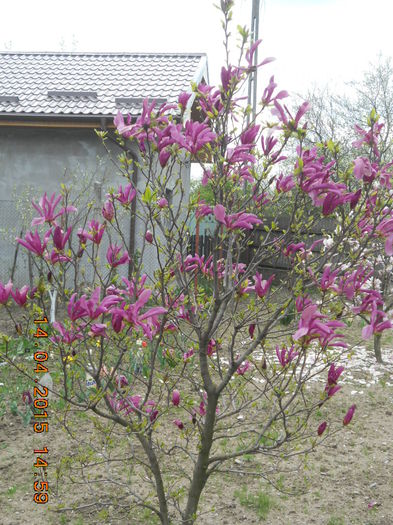 DSCN4159 - magnolii