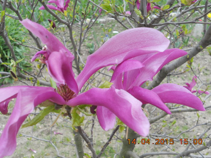DSCN4160 - magnolii