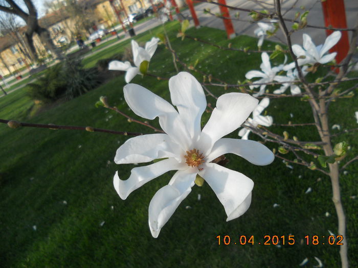 Stelata alba in parc