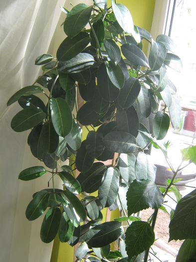 Picture My plants 2790 - Stephanotis