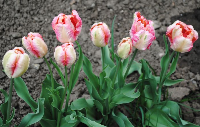 lalele apricot parrot - 2015 plantele mele