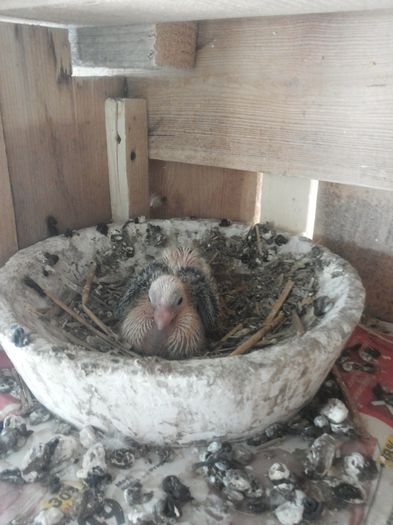 satinet - Pui porumbei aprilie 2015