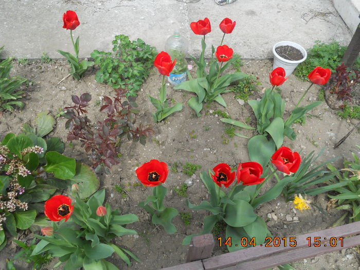 DSCN4167 - flori de primavara
