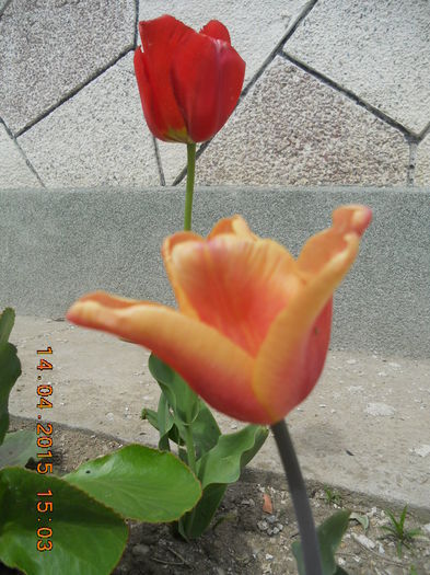 DSCN4174 - flori de primavara