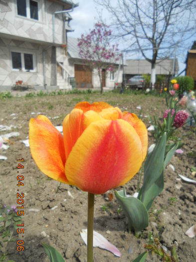 DSCN4183 - flori de primavara