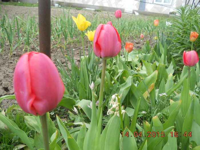 DSCN4207 - flori de primavara