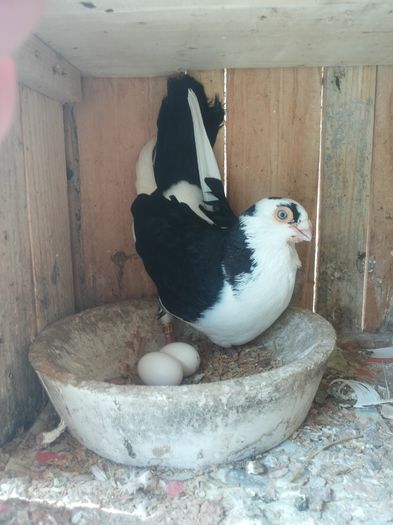 juc de galati pe oua - Pui porumbei aprilie 2015