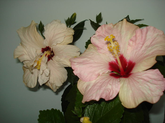 DSC00249 - HIBISCUS 2015